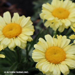 LEUCANTHEMUM REAL SUNBEAM