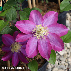 CLEMATIS PINK CHAMPAGNE