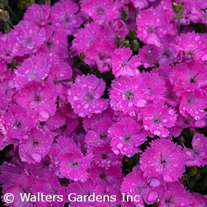 DIANTHUS PAINT THE TOWN FUCHSI