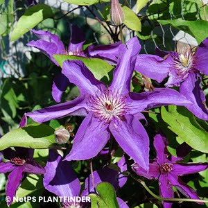CLEMATIS LADY BETTY BALFOUR