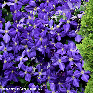 CLEMATIS JACKMANII