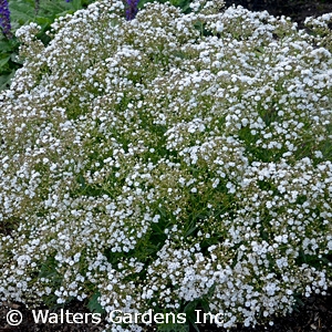 GYPSOPHILA PAN FESTIVAL STAR