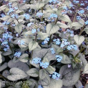 BRUNNERA MAC LOOKING GLASS