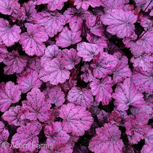 HEUCHERA ELECTRIC PLUM