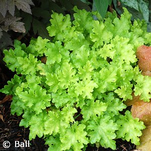 HEUCHERA LIME MARMALADE