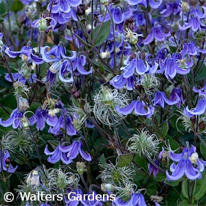 CLEMATIS STAND BY ME