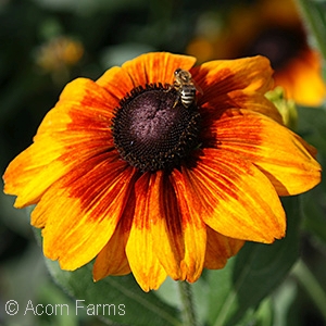 ECHIBECKIA SUMMERINA YELLOW