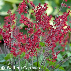 HEUCHERA RUBY BELLS