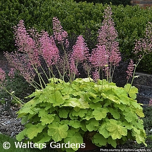 HEUCHERA PRETTY PISTACHIO