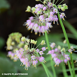 ALLIUM CERNUUM