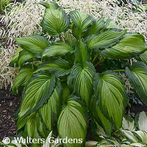 HOSTA ANGEL FALLS