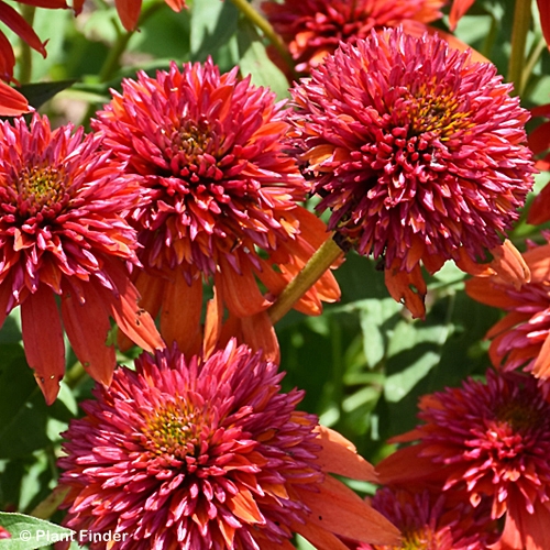 ECHINACEA DBL SCOOP ORANGEBERR