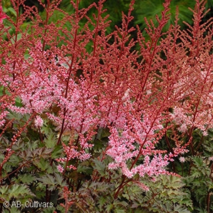 ASTILBE DELFT LACE