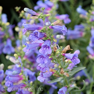 PENSTEMON ELECTRIC BLUE