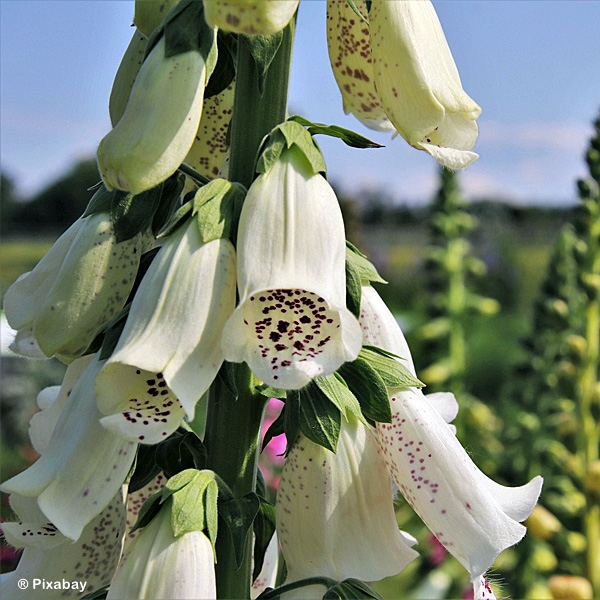 PENSTEMON DIGITALIS