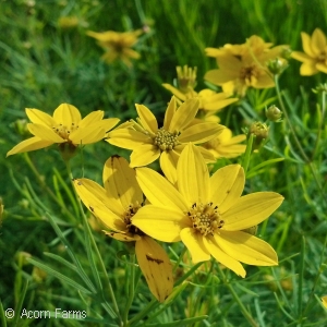 COREOPSIS VER ZAGREB