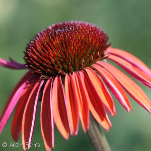 ECHINACEA BIG SKY SUNDOWN