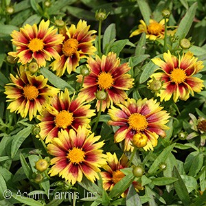 COREOPSIS ENCHANTED EVE