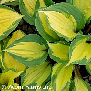 HOSTA ISLAND BREEZE