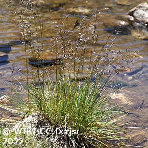 DESCHAMPSIA CAESPITOSA