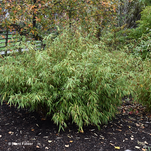 FARGESIA RUF GREEN PANDA