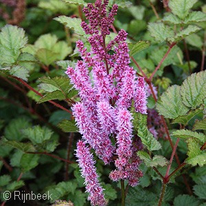 ASTILBE CHI PURPLE LANCE