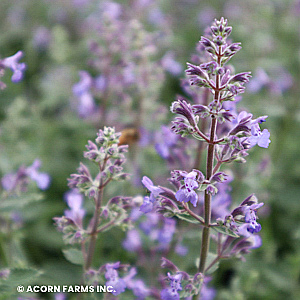 NEPETA JUNIOR WALKER