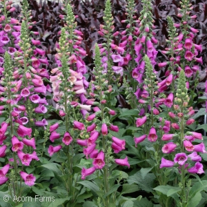 DIGITALIS PUR CANDY MOUNTAIN