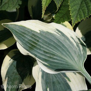 HOSTA FIRN LINE