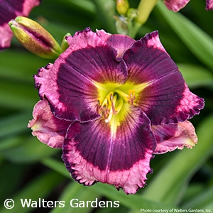 HEMEROCALLIS STORM SHELTER