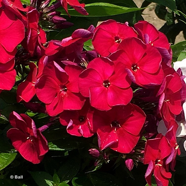 PHLOX PAN BAMBINI CHERRY CRUSH
