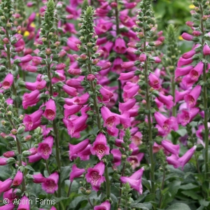 DIGITALIS PUR DALMATIAN PURPLE