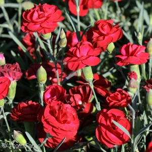 DIANTHUS PASSION