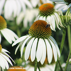 ECHINACEA WHITE SWAN