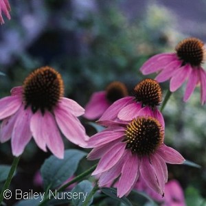 ECHINACEA PURPUREA