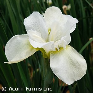 IRIS SIB SWANS IN FLIGHT