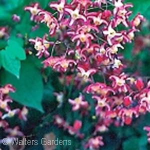 EPIMEDIUM RUBRUM