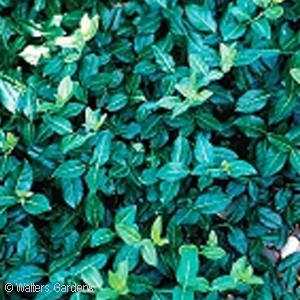 EUONYMUS FOR COLORATUS