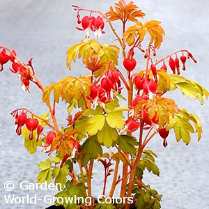 DICENTRA RUBY GOLD