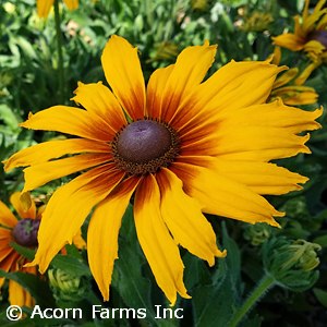 ECHIBECKIA SUMMERINA SUNCHASER