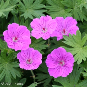 GERANIUM TINY MONSTER