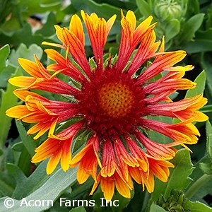 GAILLARDIA SPINTOP COPPER SUN