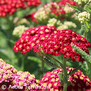 ACHILLEA RED VELVET