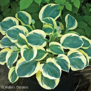 HOSTA MIGHTY MOUSE