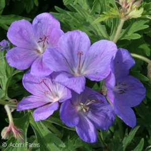 GERANIUM JOHNSONS BLUE