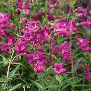 PENSTEMON CHA CHA PURPLE