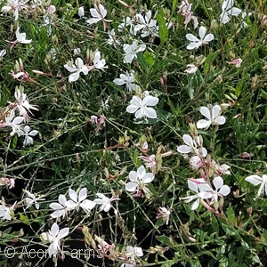 GAURA LIN WHIRLING BUTTERFLIES