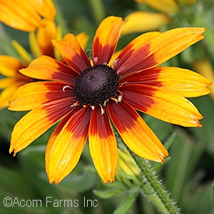 ECHIBECKIA BLAZING FIRE