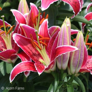 LILIUM ORI SUNNY GRENADA