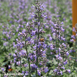 NEPETA FAA CATS MEOW